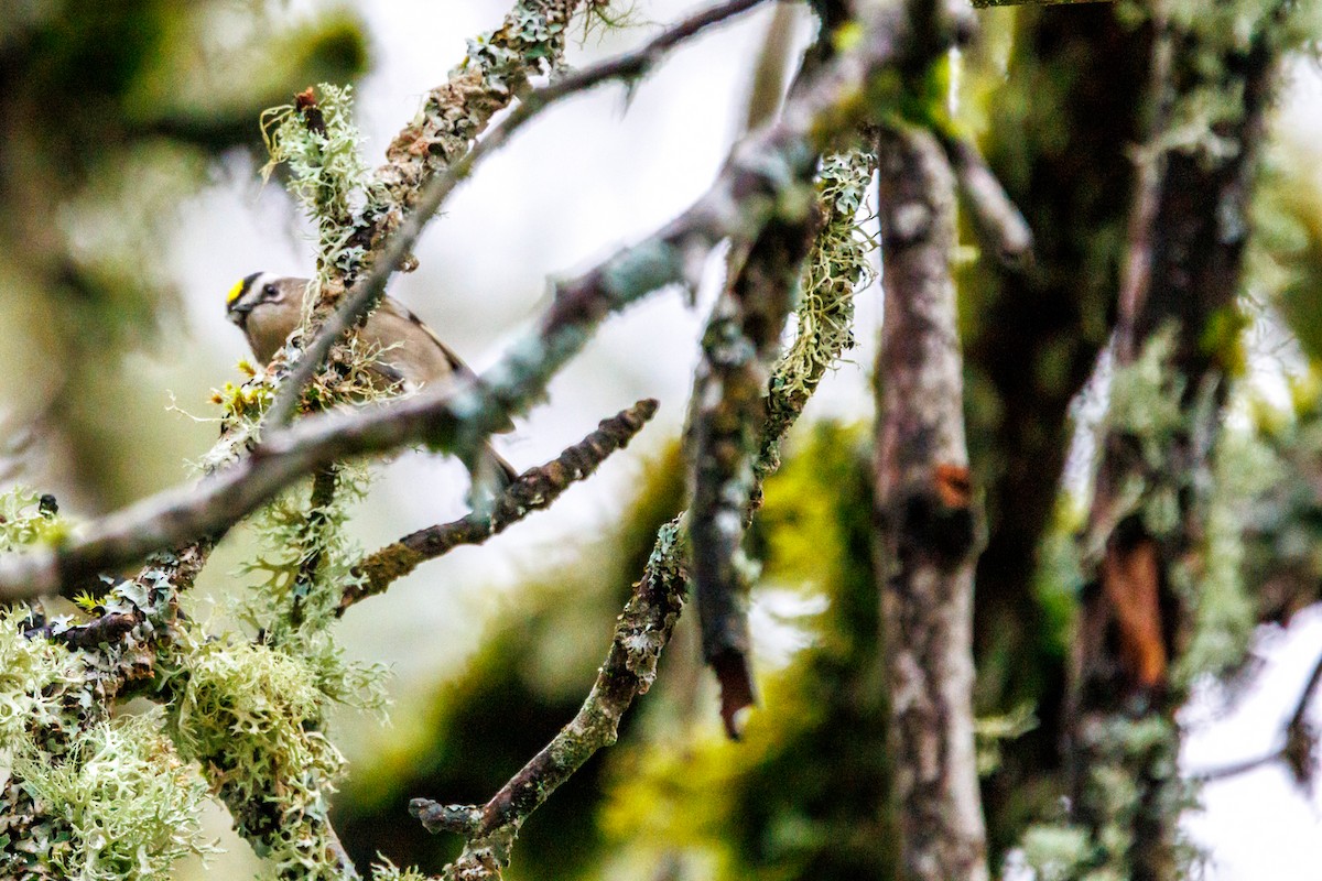 Golden-crowned Kinglet - ML647433004