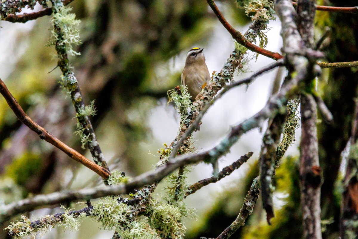 Golden-crowned Kinglet - ML647433007
