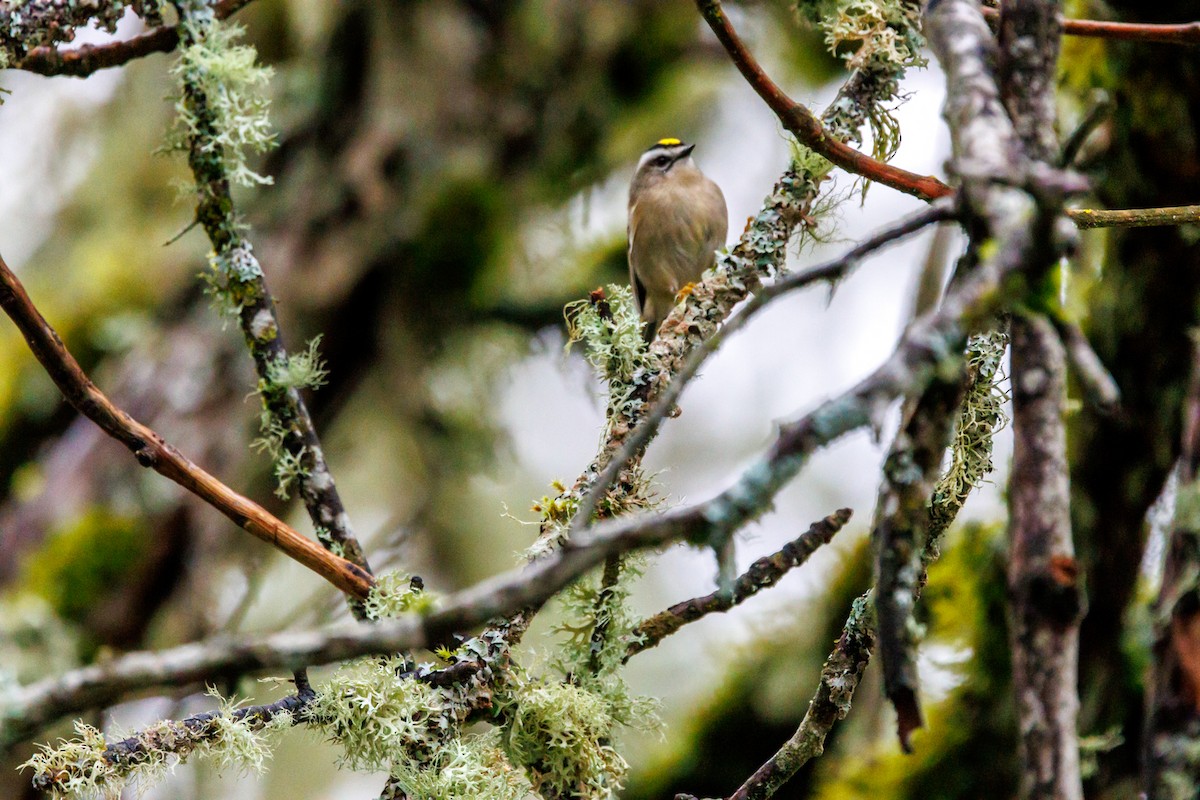 Golden-crowned Kinglet - ML647433008