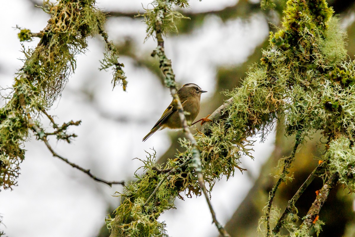 Golden-crowned Kinglet - ML647433009