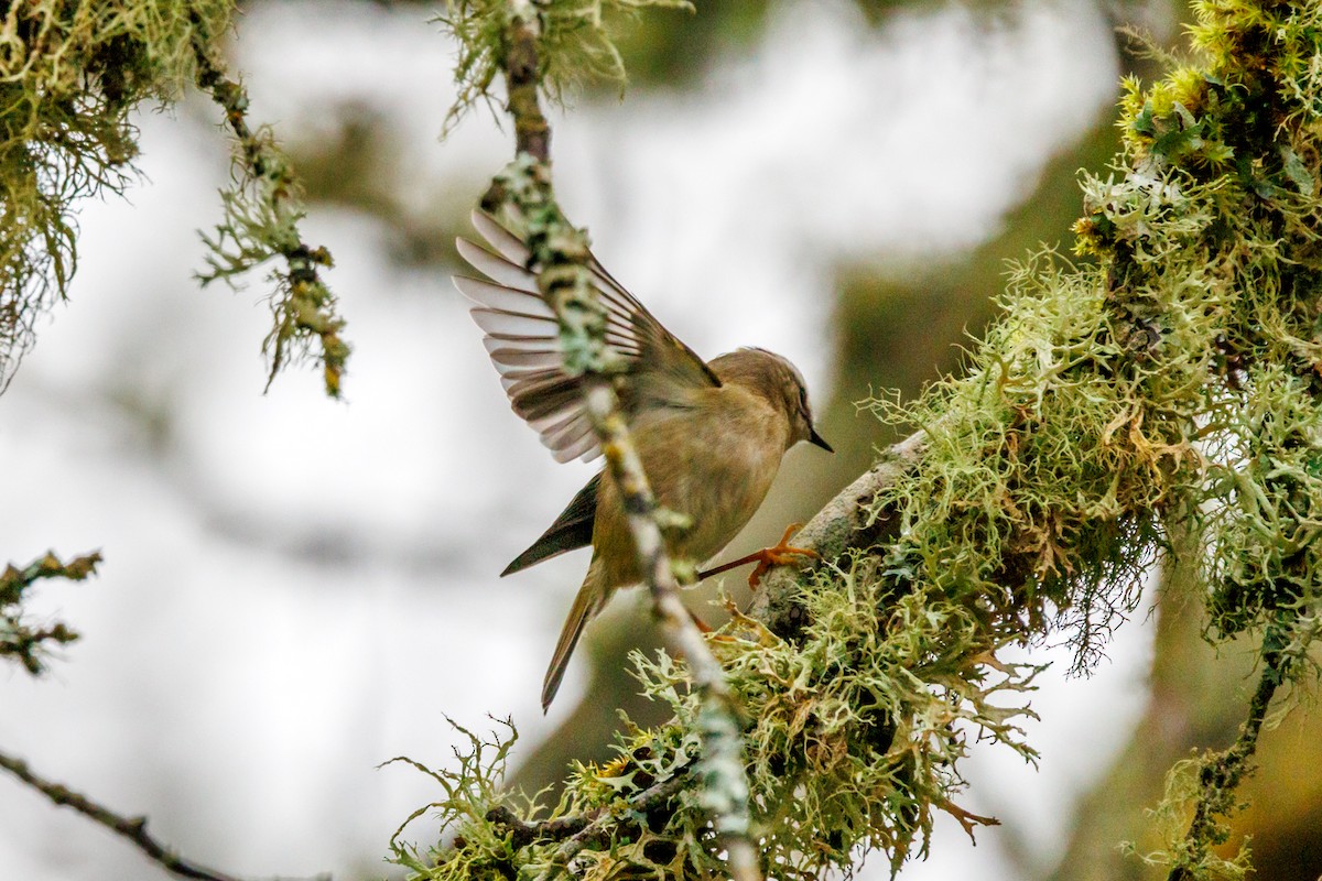 Golden-crowned Kinglet - ML647433010