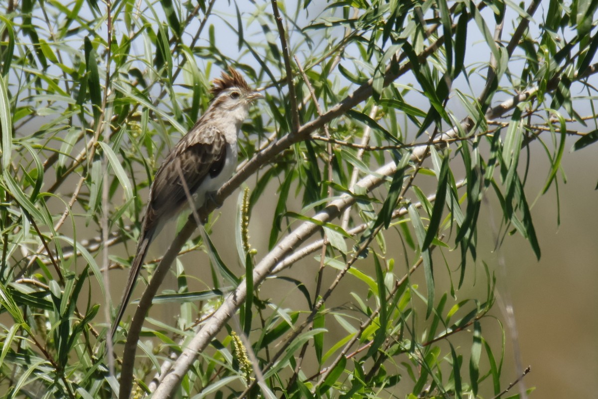 Striped Cuckoo - ML647433011