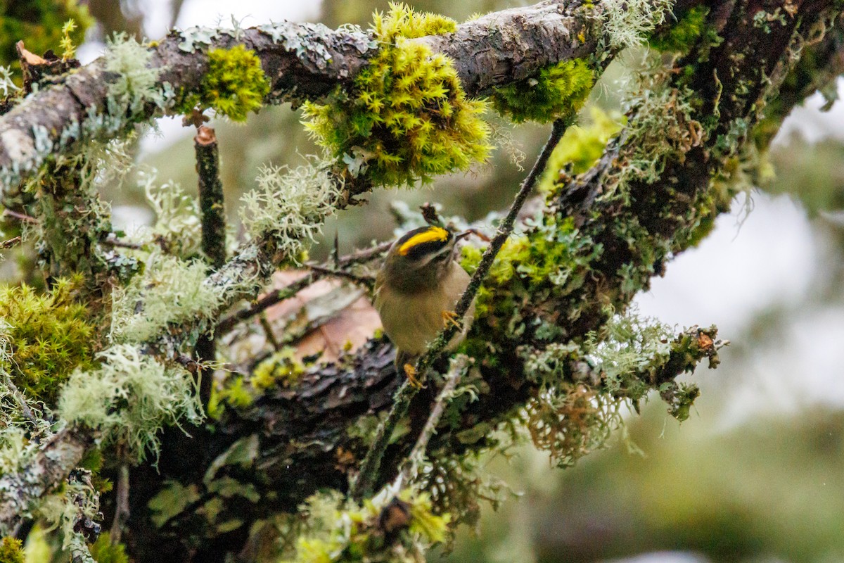 Golden-crowned Kinglet - ML647433012