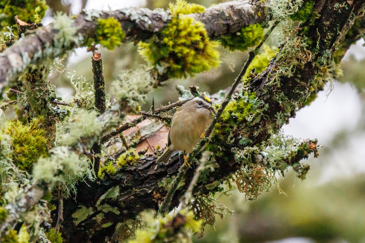 Golden-crowned Kinglet - ML647433013