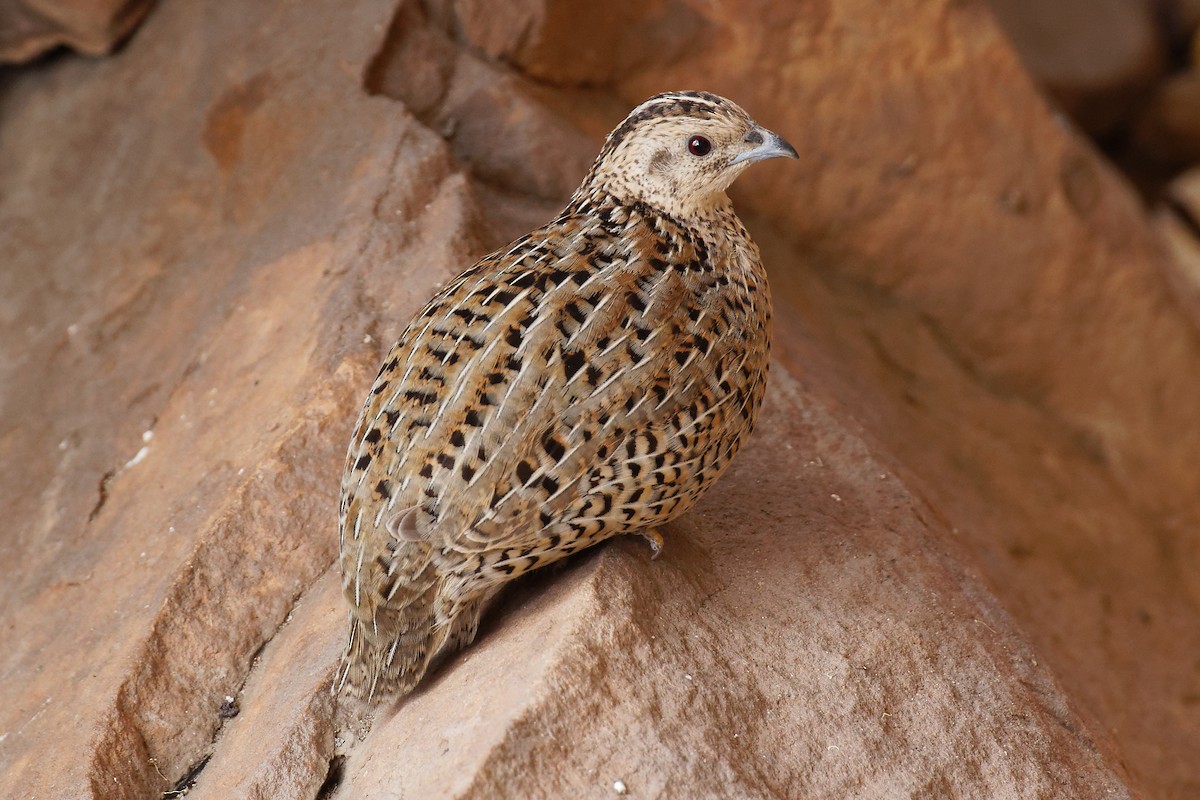 Brown Quail - ML647433028