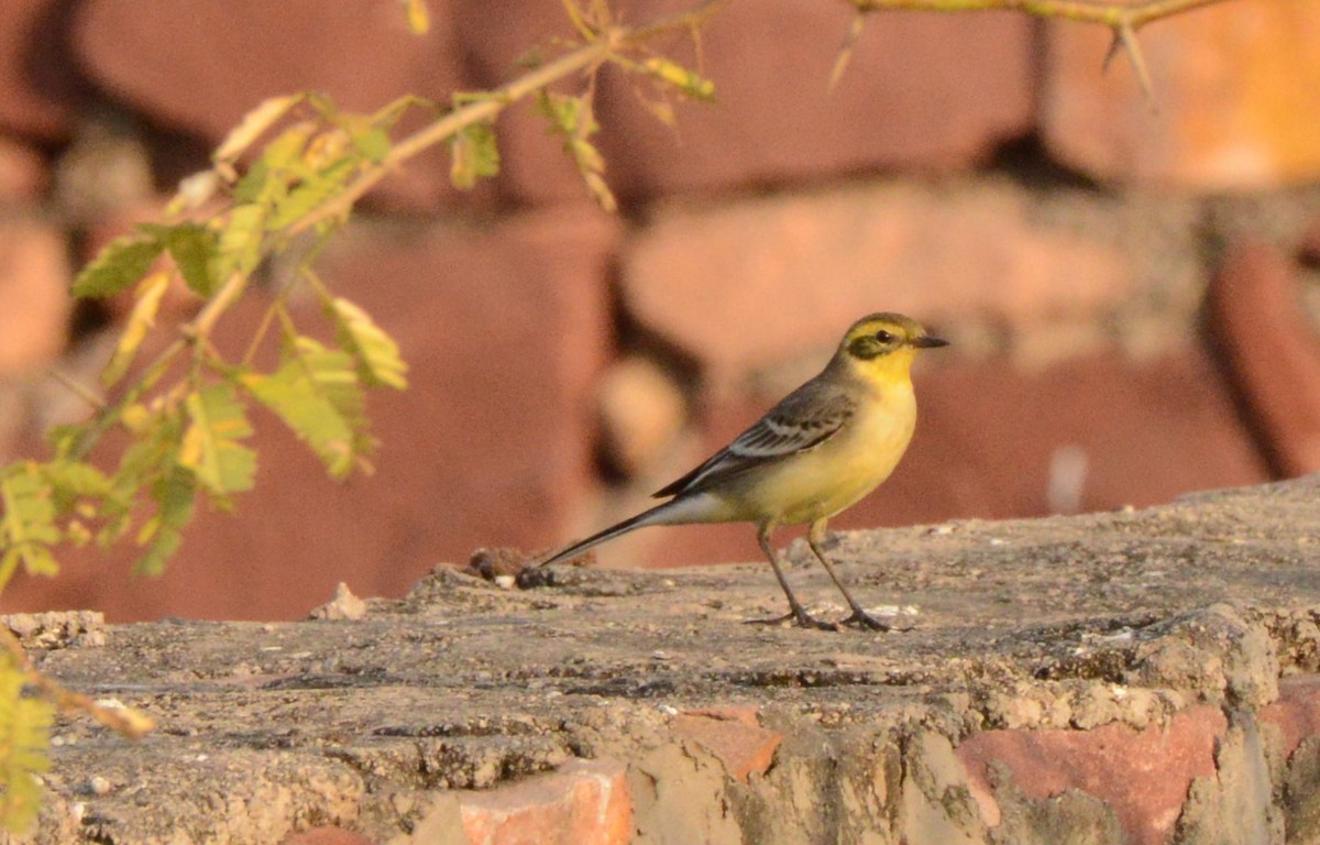 Bergeronnette citrine - ML647433038