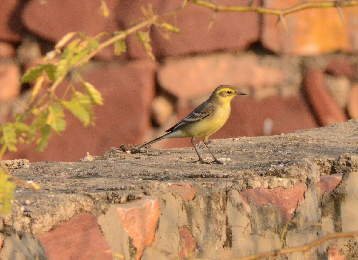 Bergeronnette citrine - ML647433039