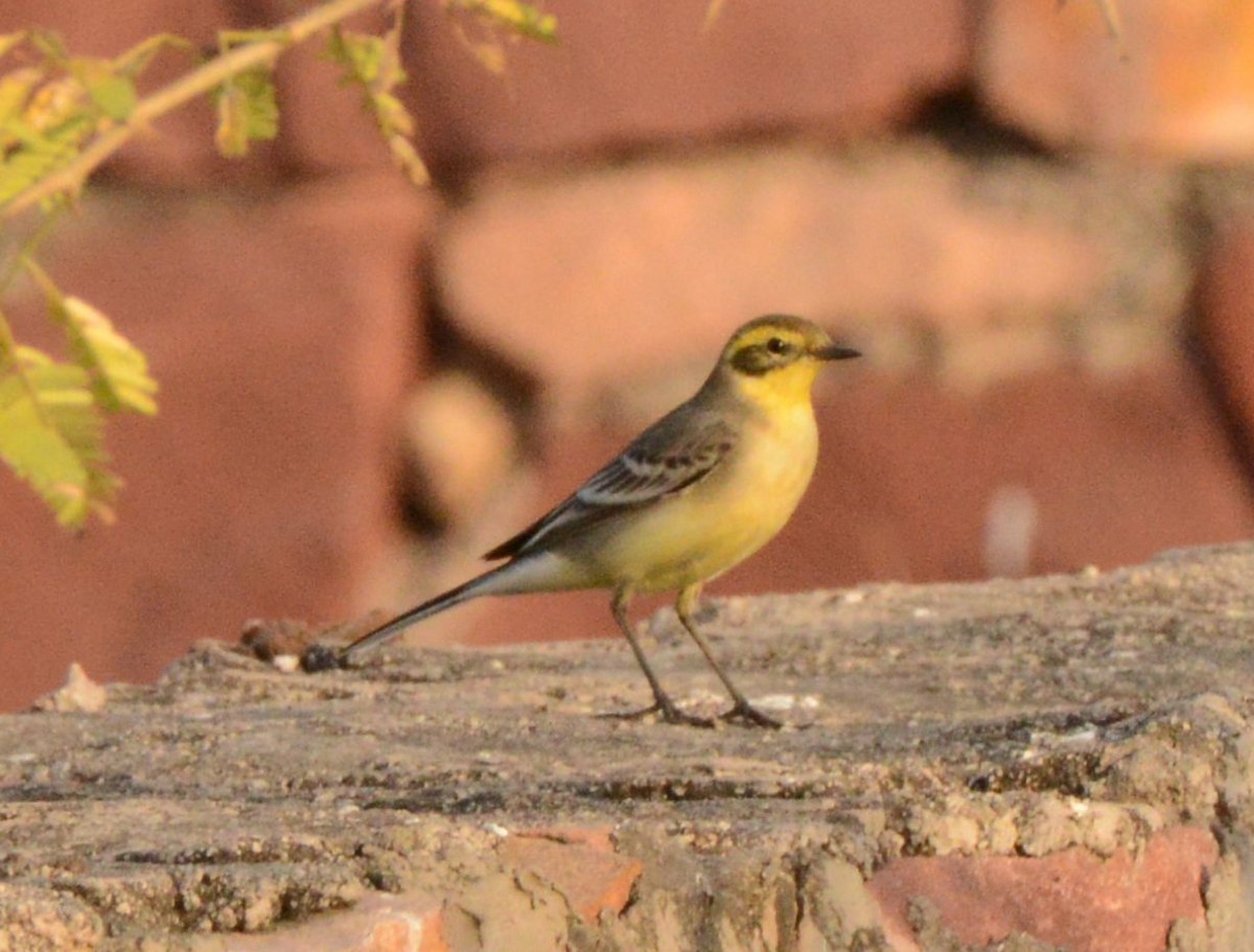 Bergeronnette citrine - ML647433040