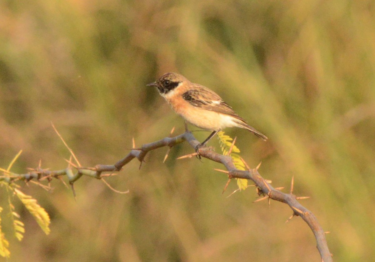 bramborníček sibiřský - ML647433084