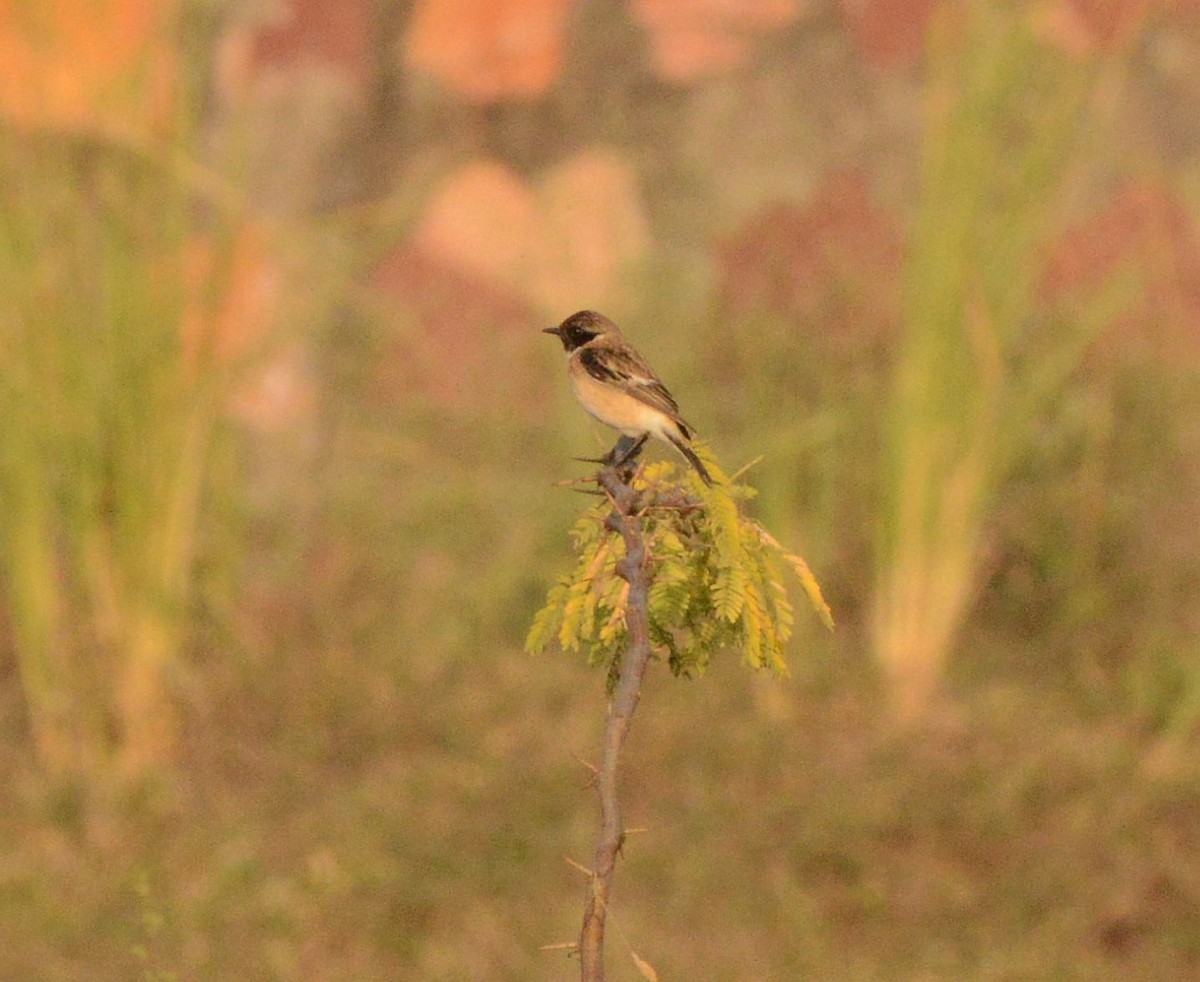 bramborníček sibiřský - ML647433085