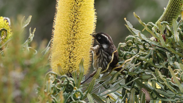 New Holland Honeyeater - ML647433088