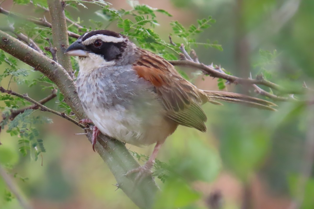 Stripe-headed Sparrow - ML647433090