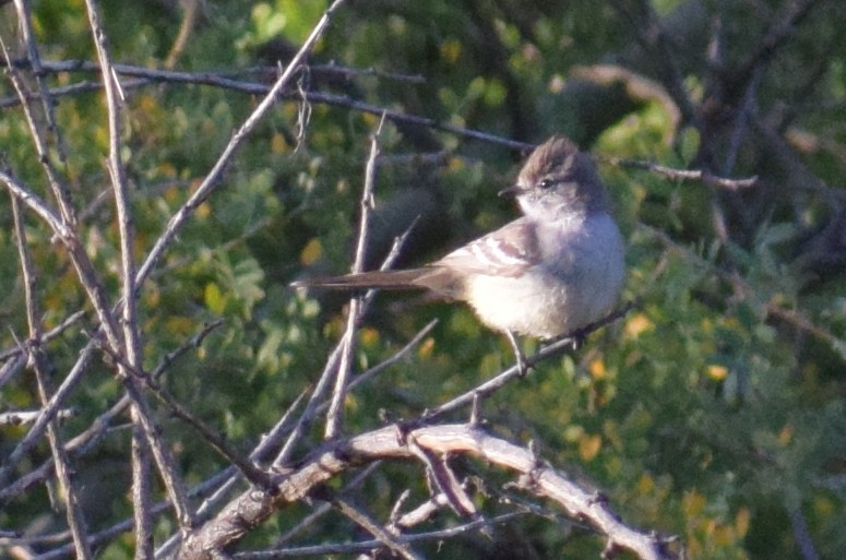 Southern Scrub-Flycatcher - ML647433091