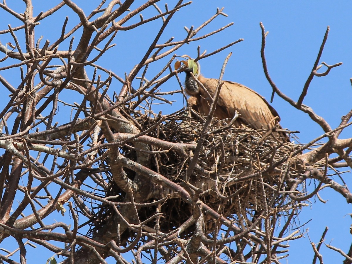 White-backed Vulture - ML647433193