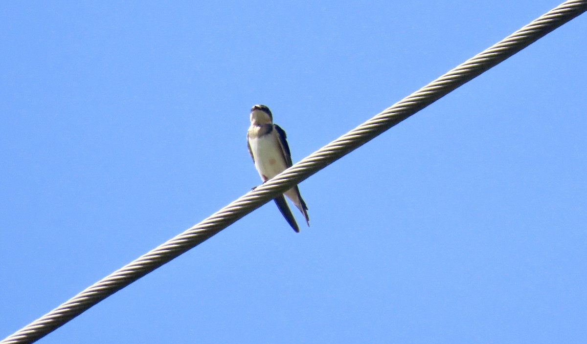 Bank Swallow - ML647433197