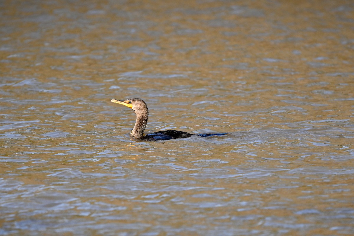 Ohrenscharbe - ML647433229