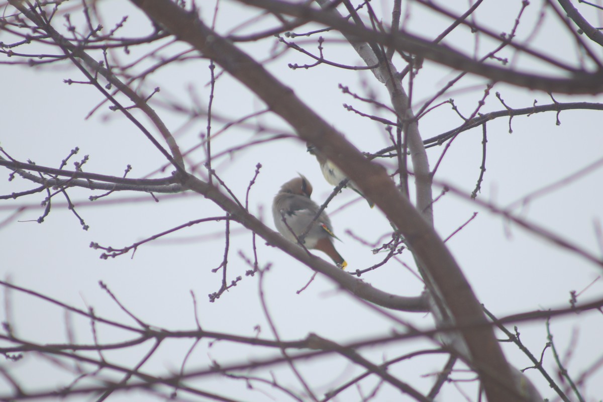 Bohemian Waxwing - ML647433246