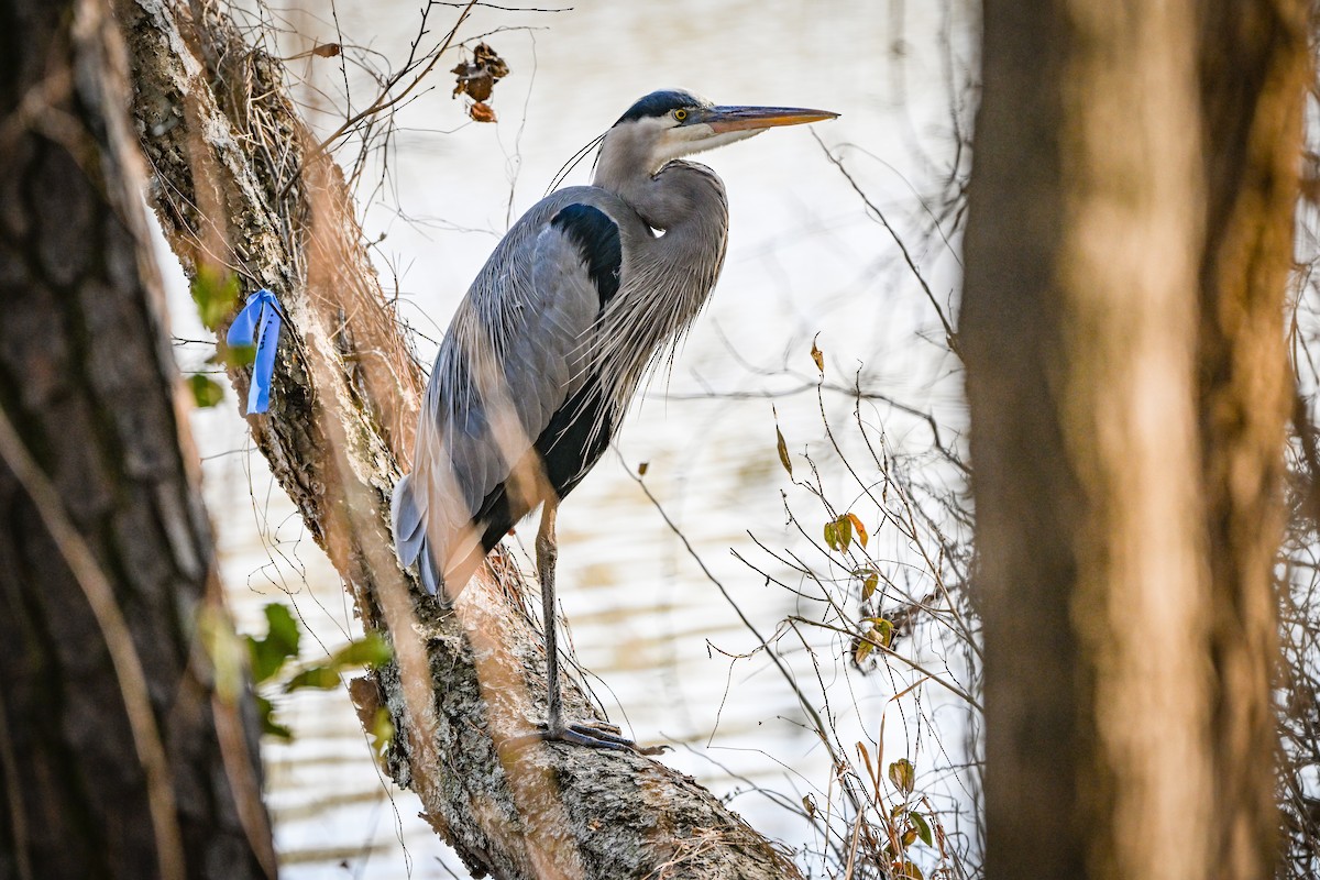 Great Blue Heron - ML647433248