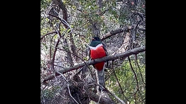 Coppery-tailed Trogon - ML647433251