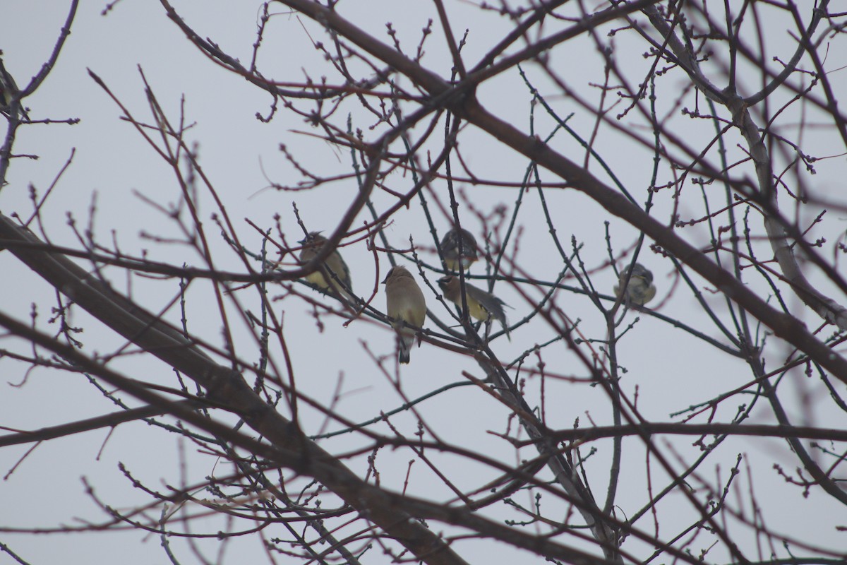 Buztanori amerikarra - ML647433277