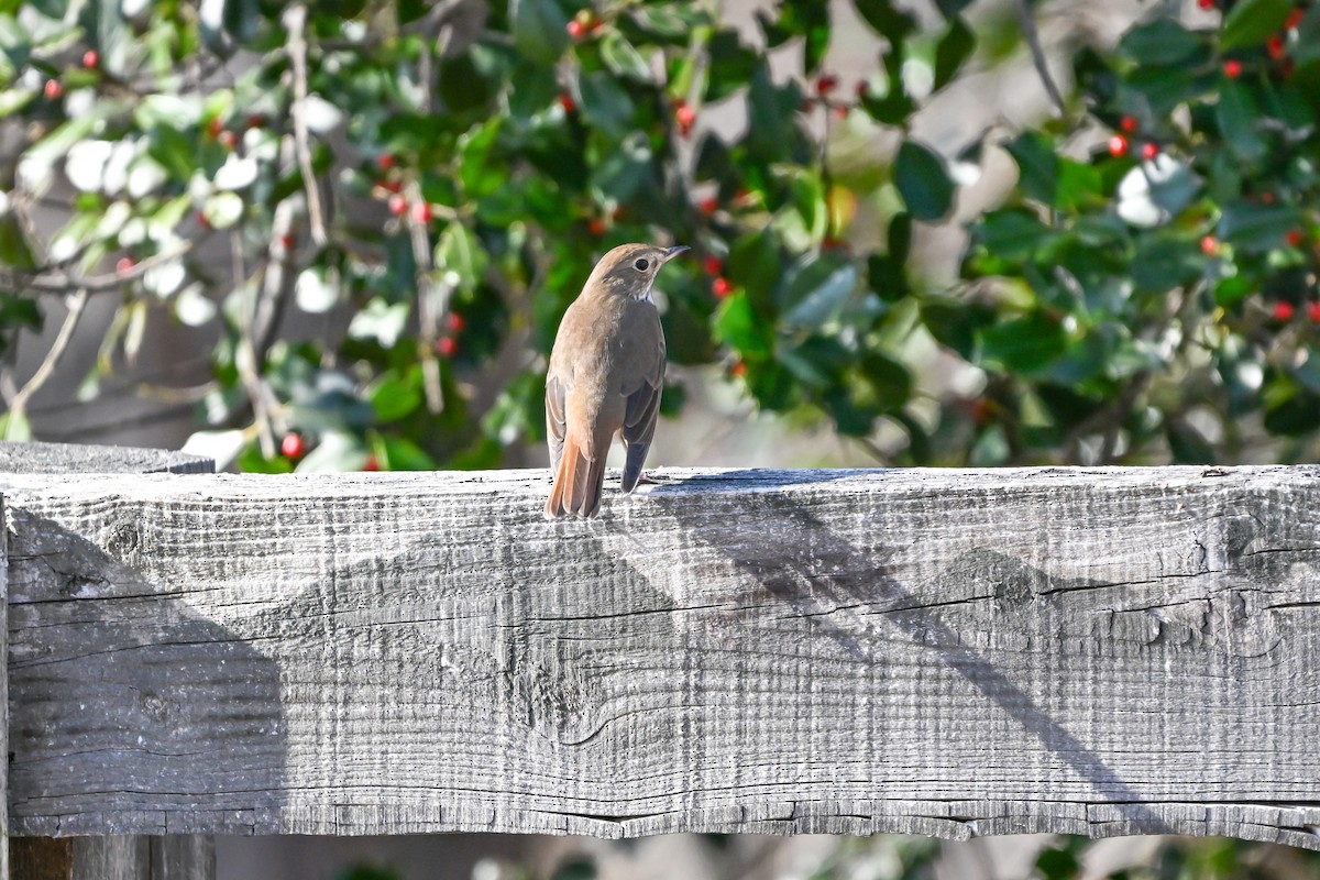 Zorzalito Colirrufo - ML647433302