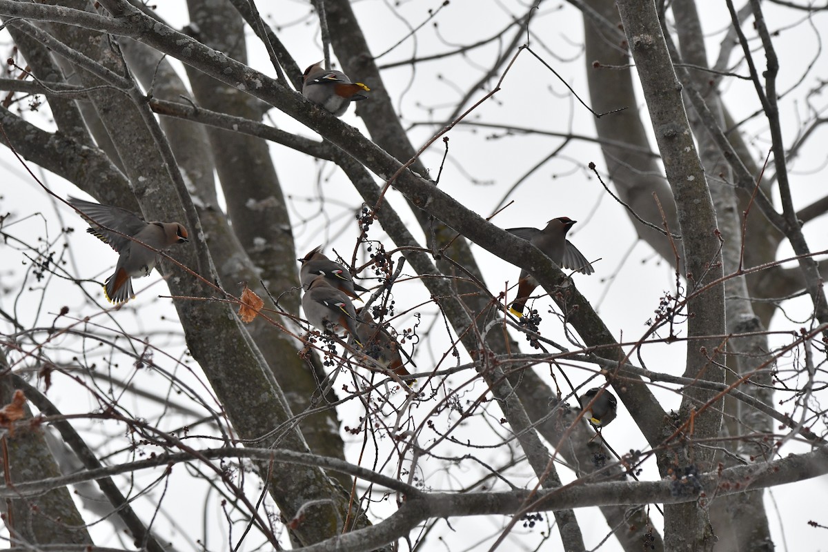 Bohemian Waxwing - ML647433327