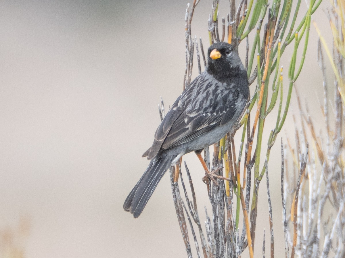 Mourning Sierra Finch - ML647433353