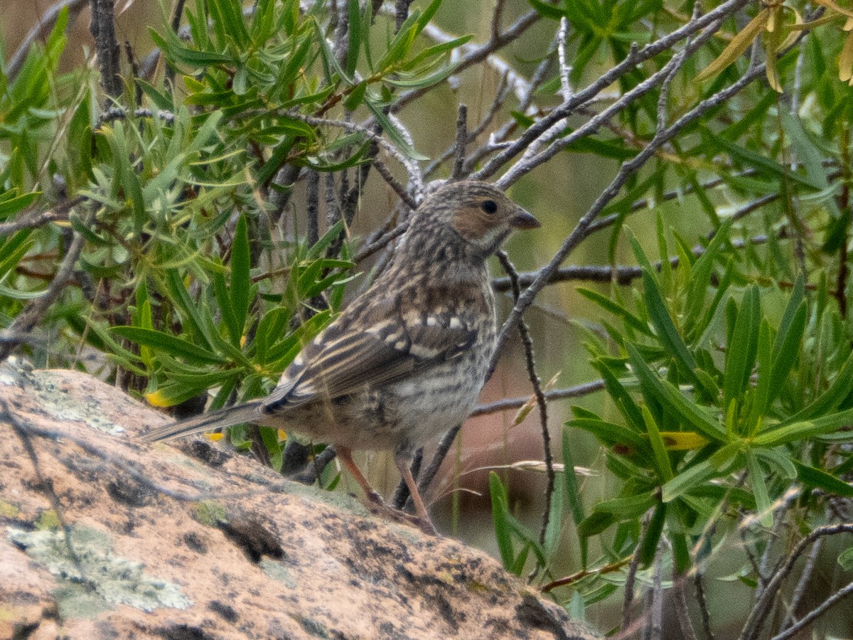 Mourning Sierra Finch - ML647433355