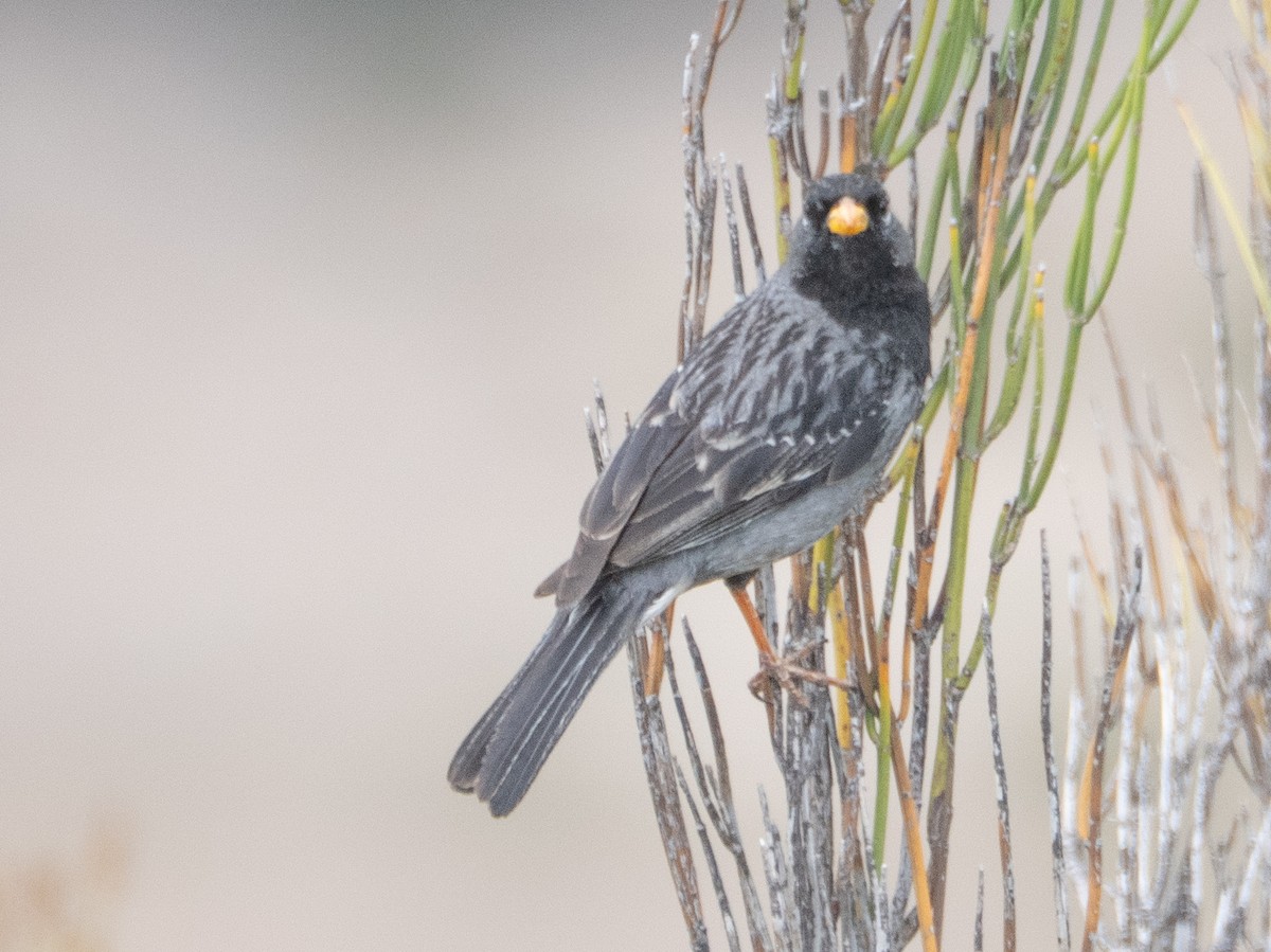 Mourning Sierra Finch - ML647433356