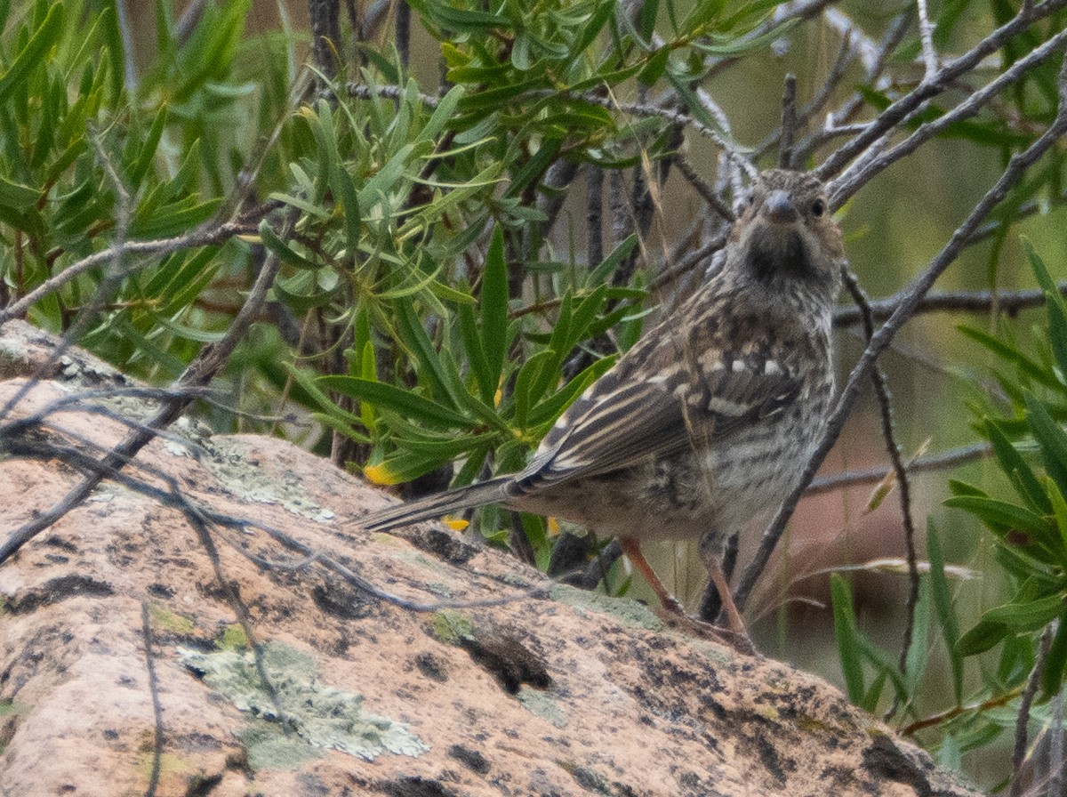 Mourning Sierra Finch - ML647433357