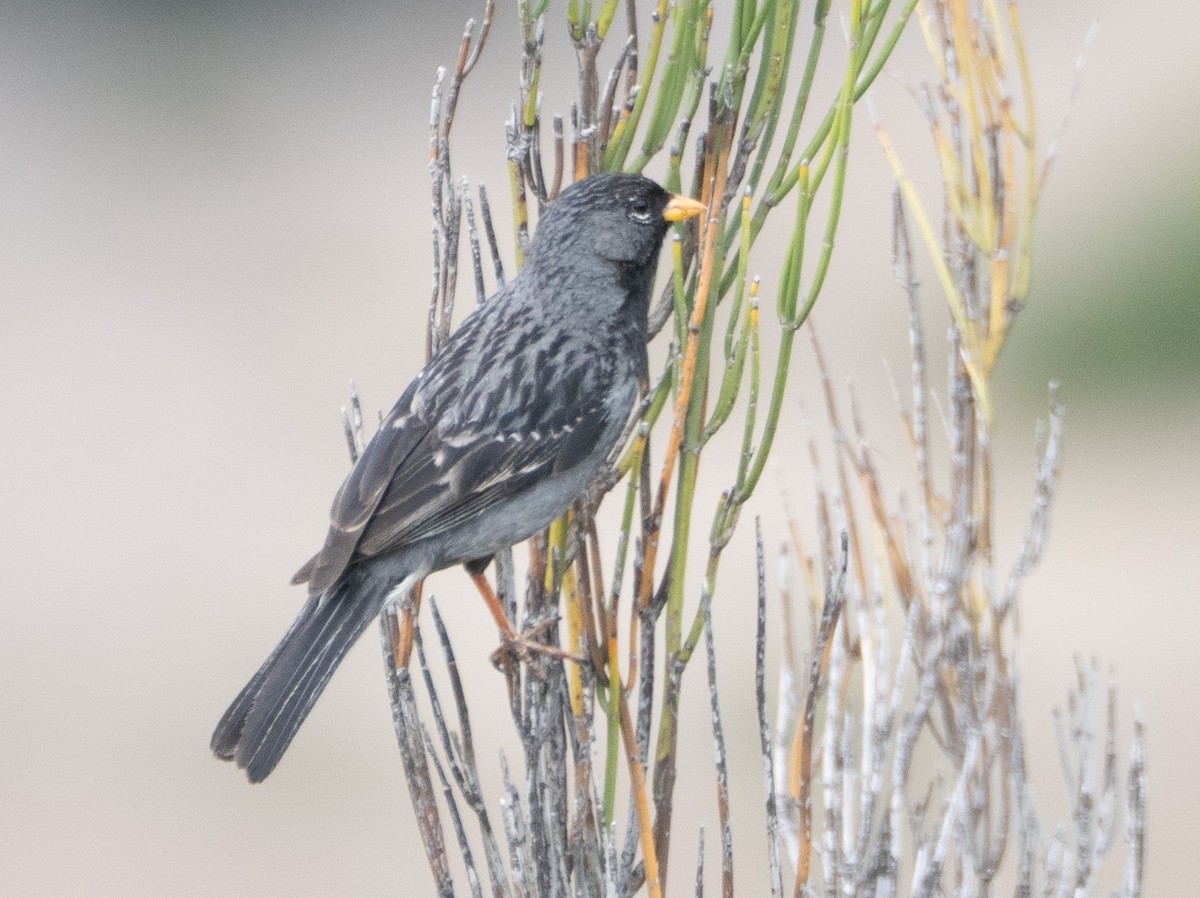 Mourning Sierra Finch - ML647433358