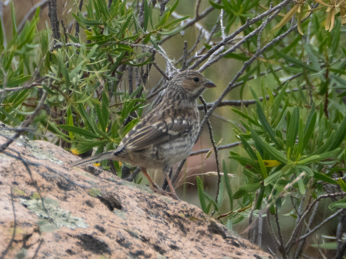 Mourning Sierra Finch - ML647433359