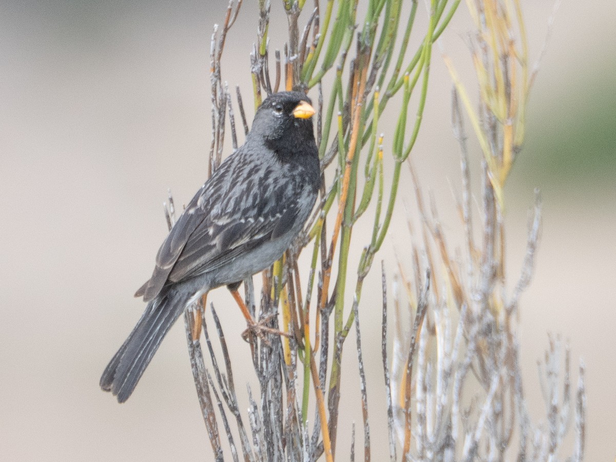 Mourning Sierra Finch - ML647433360