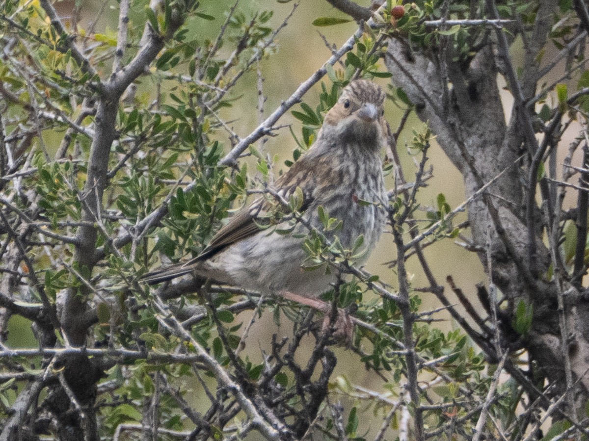 Mourning Sierra Finch - ML647433361