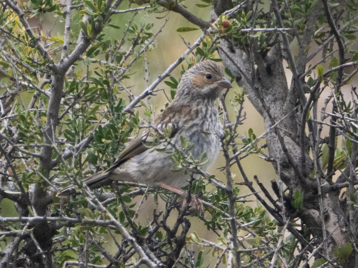 Mourning Sierra Finch - ML647433362