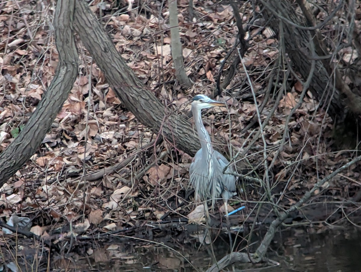 Great Blue Heron - ML647433382