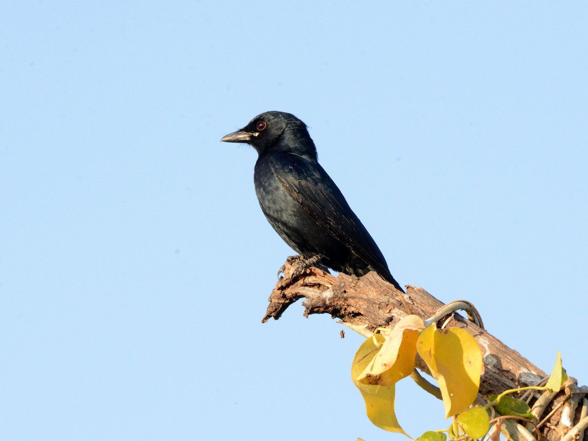 Black Drongo - ML647433383