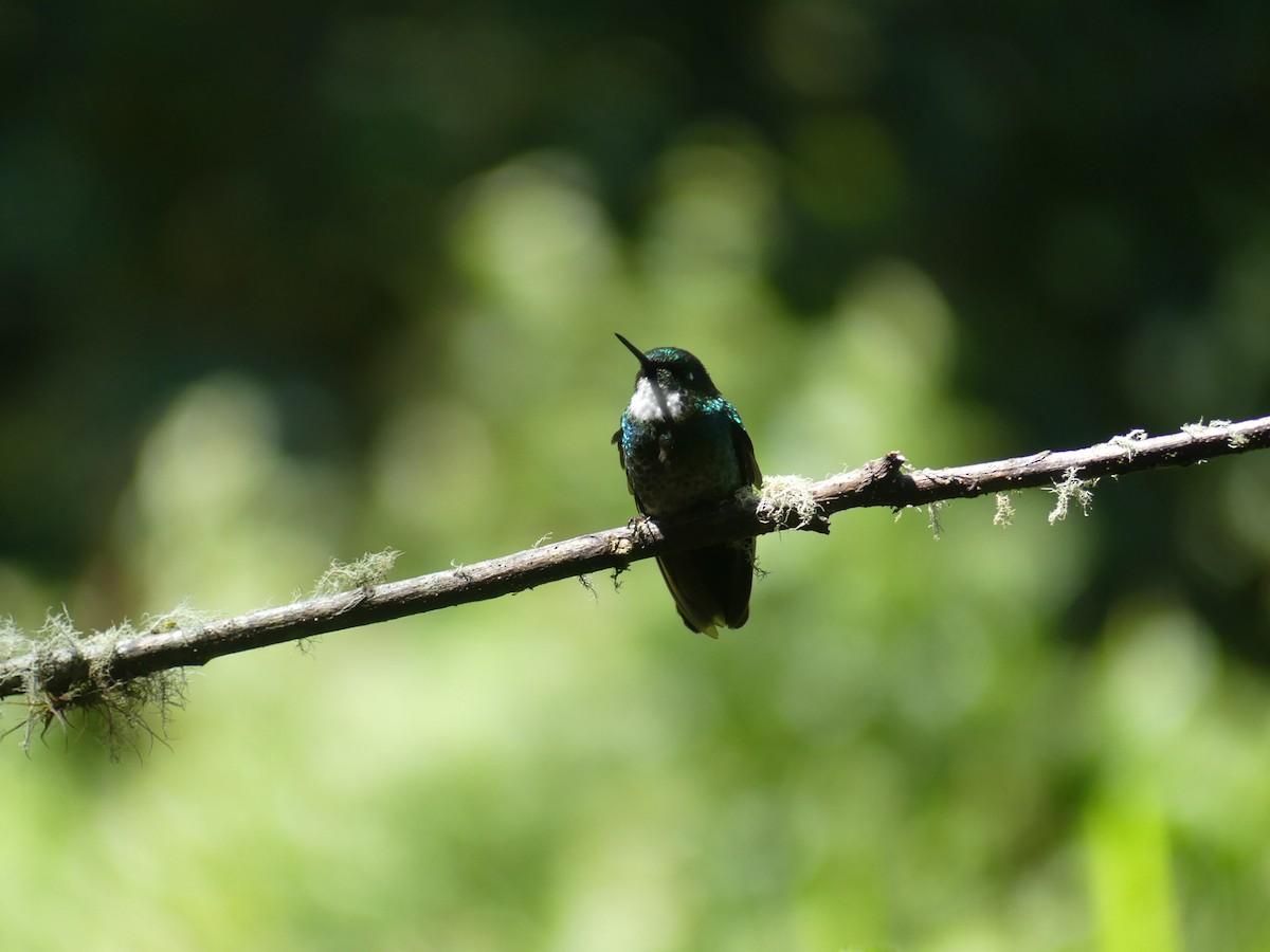 Tourmaline Sunangel - ML647433392