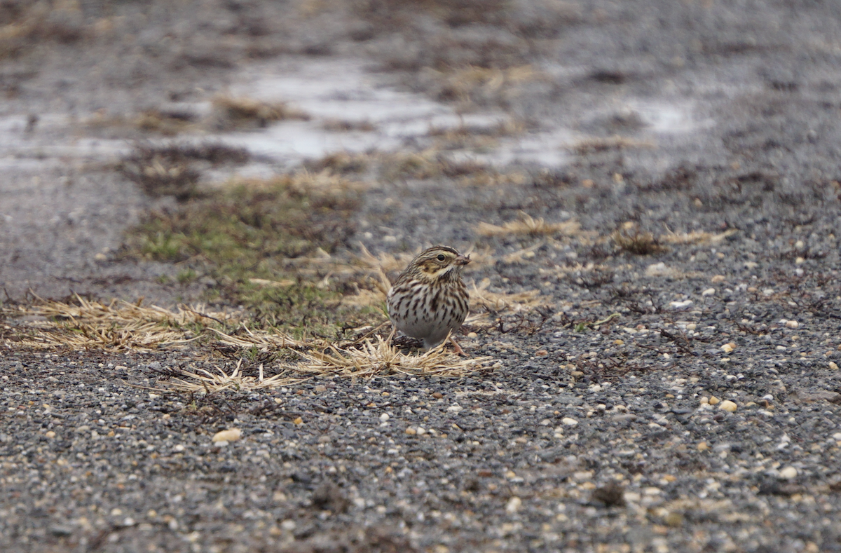 Саванная овсянка - ML647433395