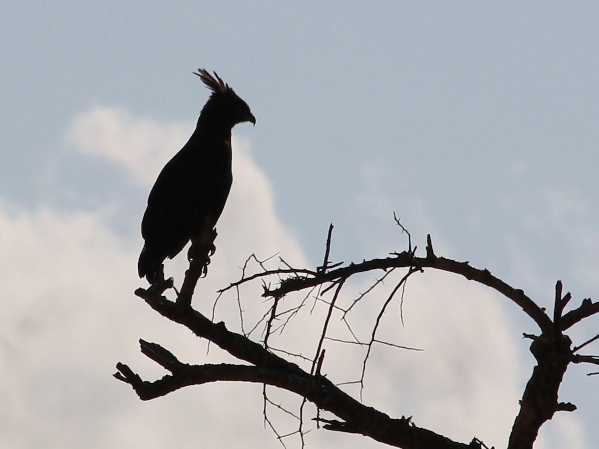 Long-crested Eagle - ML647433406