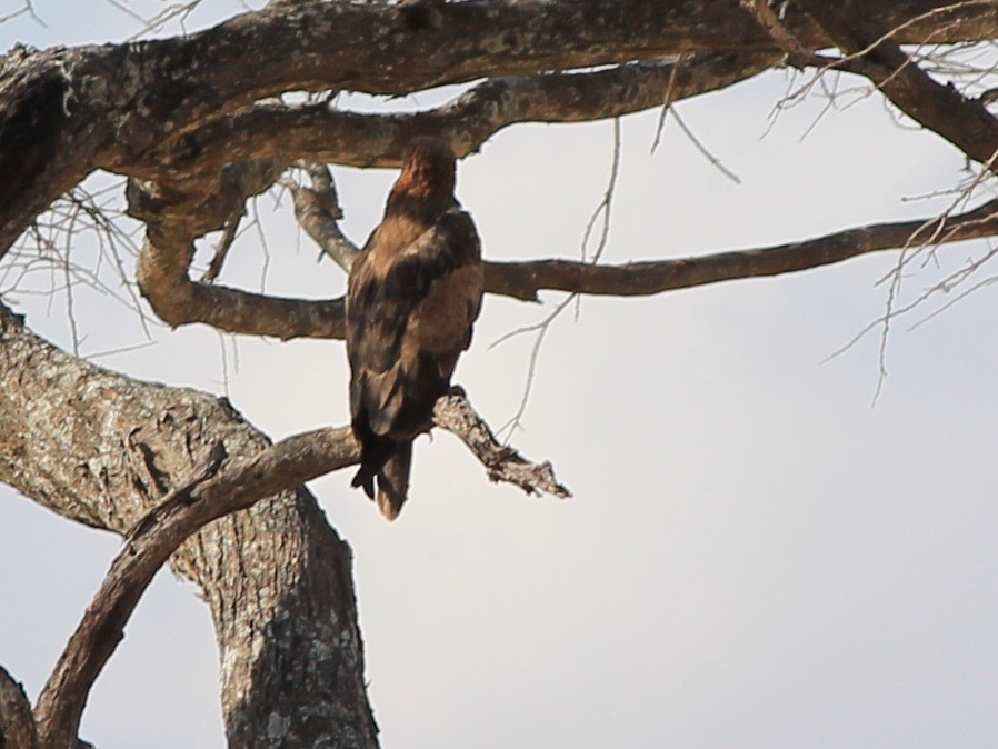 Tawny Eagle - ML647433410