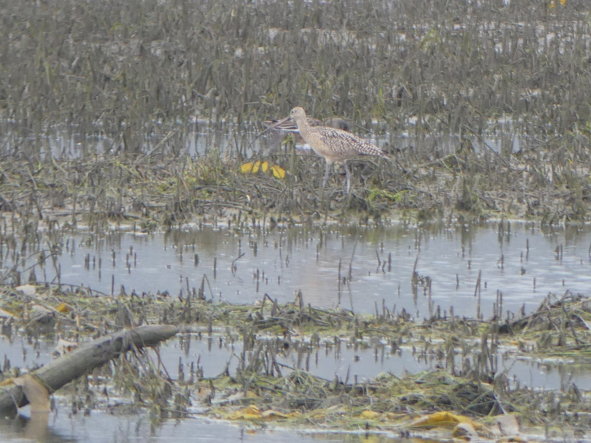 Кульон американський - ML647433412