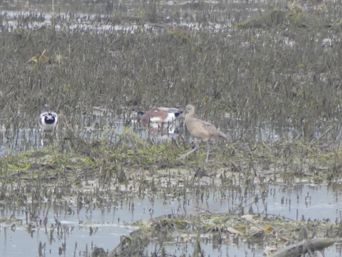 Кульон американський - ML647433413