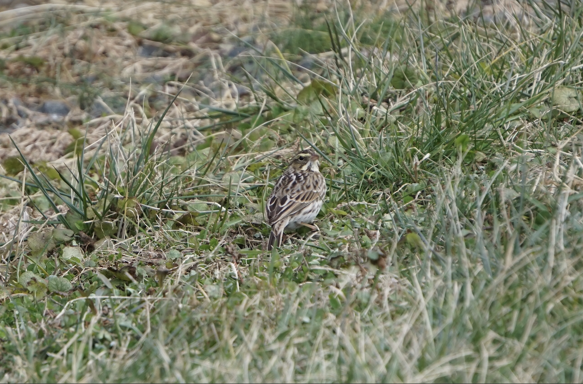 Саванная овсянка - ML647433433