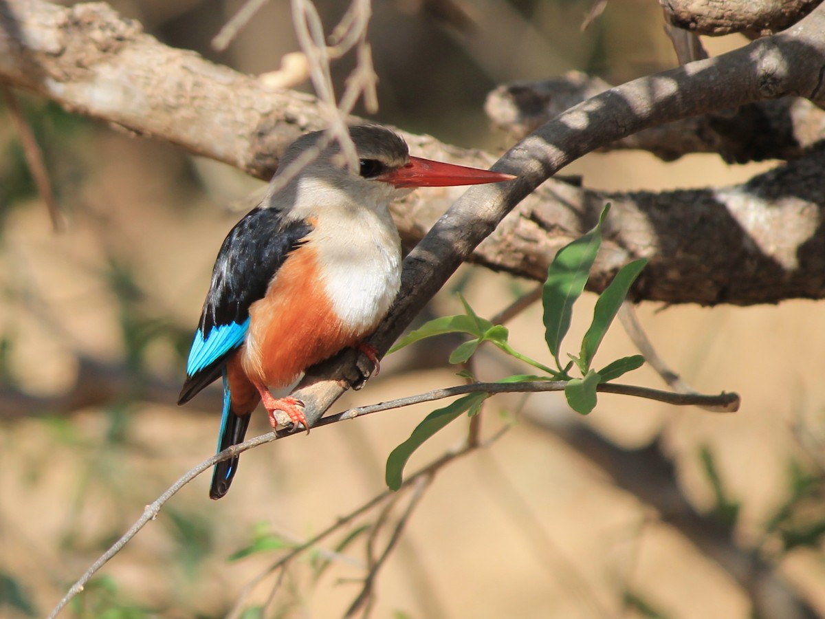 Gray-headed Kingfisher - ML647433452