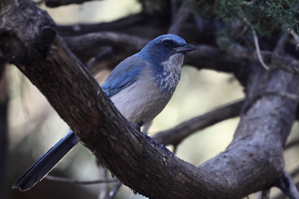 einerskrike - ML647433453