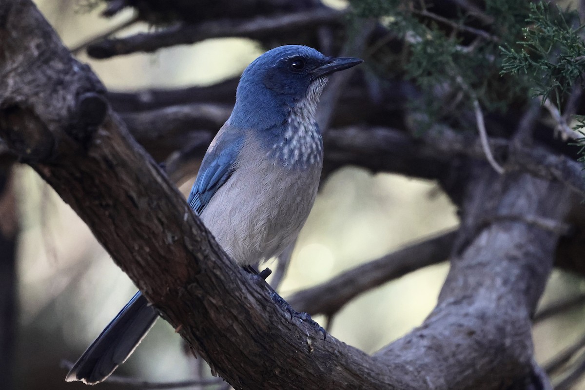 einerskrike - ML647433454