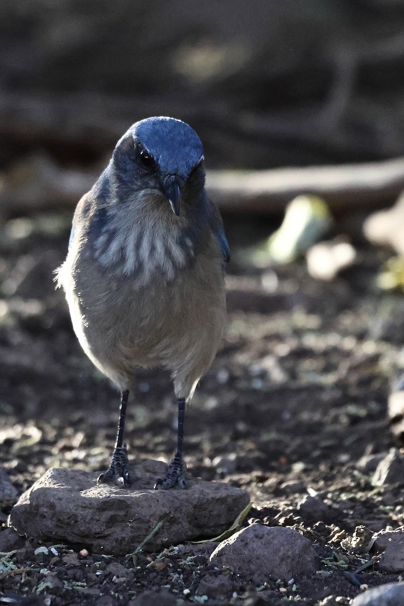 einerskrike - ML647433455