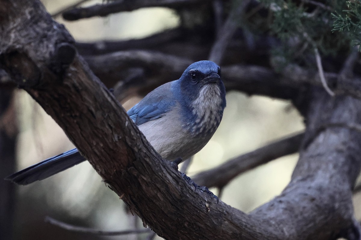 einerskrike - ML647433456