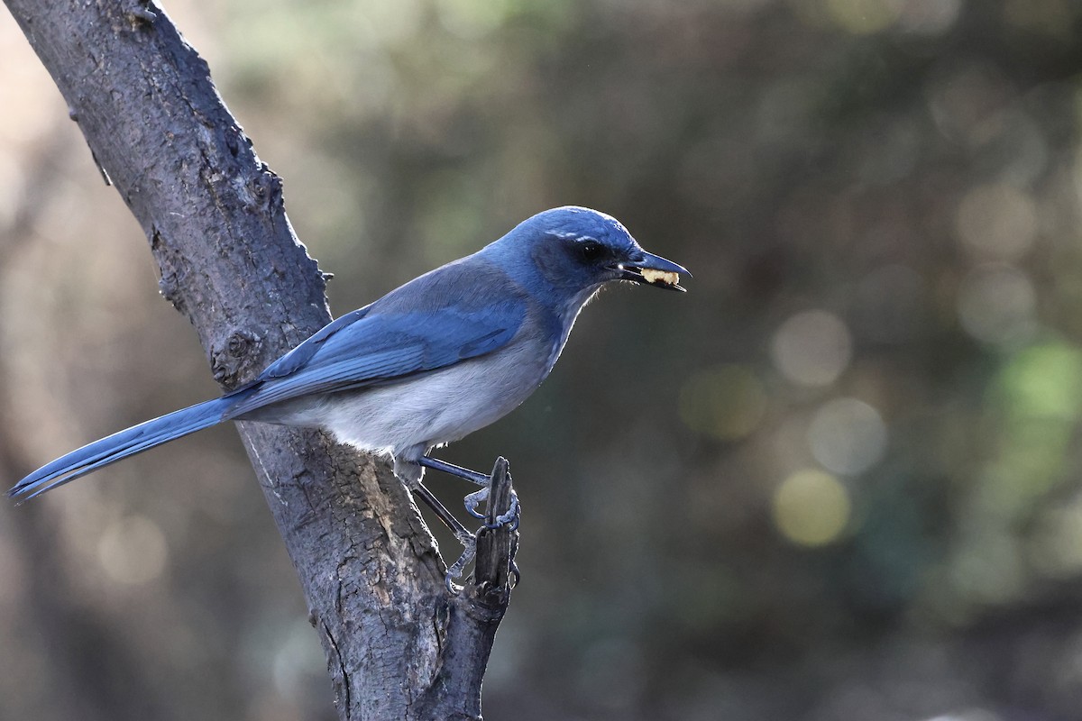 einerskrike - ML647433457